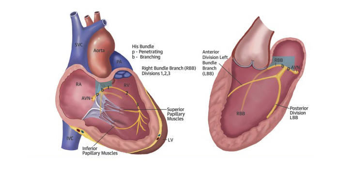 heart-specialist-in-park-hospital